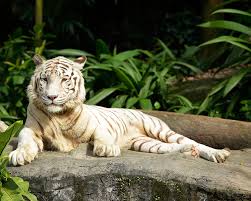 Download stunning white tiger images and illustration for free. Omar Singapore Zoo S White Tiger Dies After Failing Health Singapore News Top Stories The Straits Times