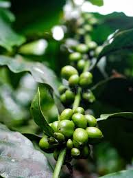 Image result for Coffea sp. A