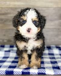 Four males and three females. Bernedoodle For Sale Near Me Home Facebook