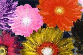Colorful Gerbera Flower Art Stock Images Free Flowers