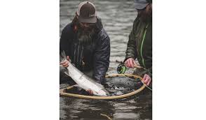 Why Steelhead Eat Flies