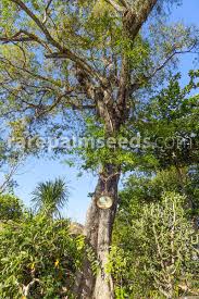 Image result for Diospyros consolatae-rotundifolia intermediates