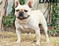 Favorite this post jul 8 French Bulldog Puppy For Sale Adoption Rescue For Sale In Payson Arizona Classified Americanlisted Com