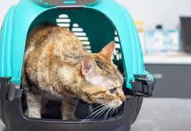 .im unreinheit bei katzen forum im bereich katzen verstehen; Katze Macht Grosses Geschaft Nicht Ins Klo Veto Europas Stimme Fur Tierschutz
