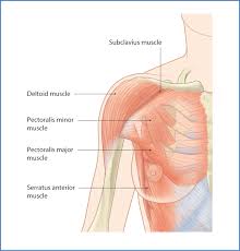 The pec major itself is comprised of two heads, which jointly attach to your upper arm. Breast And Pectoral Region Basicmedical Key