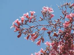 Image result for Stereospermum kunthianum