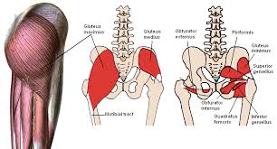 Muscles Of The Hips And Thighs Human Anatomy And