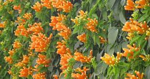 Nombre Cientifico O Latino Pyrostegia Venusta Sinonimo Pyrostegia Ignea Nombre Comun O Vulgar Bigno Plantacion De Arboles Plantas Trepadoras Plantas