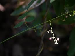 Image result for Pseudarthria