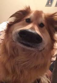 One savvy social media user discovered the hilarious filter and immediately took to facebook group dogspotting society to let fellow pet lovers know about it. This Snapchat Filter Makes Your Dog Look Like Dug From Up Bored Panda