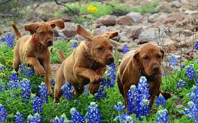 Find images of dog flower. Wallpaper 1920x1200 Px Baby Dogs Flowers Puppies Puppy Running 1920x1200 Wallbase 1640435 Hd Wallpapers Wallhere