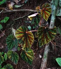 Image result for Begonia oxyloba