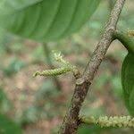 Image result for Antidesma vogelianum