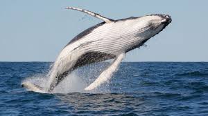 Humpback whales stun onlookers with incredible triple breach. Bbc Earth Why Whales Jump Out Of The Water Or Slap It With Their Fins
