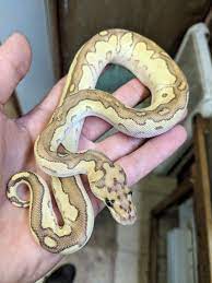 Cute Baby Lesser Clown Ball Python For Sale Magazooreptiles Baby Ball Python Cute Reptiles Ball Python