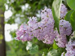 Trim the entire plant to within six to eight inches of the ground, using garden shears or a small saw. How To Prune Lilac Bushes