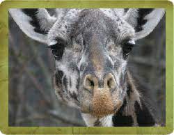 Animals At Zoo Atlanta Atlanta Zoo Animals Atlanta Attractions