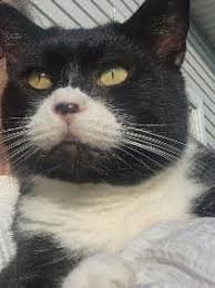 UPDATE: Emmitt is home! He was brought to Humane Society and the microchip  place called us this morning. Missing from Danby Pawlet Road, Danby. Last  seen around 12 noon today. Was out