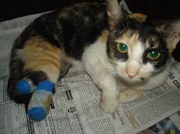 She will be weary after operation because of anesthesia. Reports On Spay And Neuter 2000 Cats And Dogs In Chennai Globalgiving