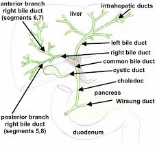 When narrowed, they impede the normal antegrade flow of bile, causing proximal dilatation resulting in clinical and pathological sequelae of biliary obstruction. Biliary Tract Biliary Tree Anatomy