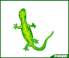 Lizard Drawing Easy With The Best Lizard Drawing Lizards are funny little reptiles, interesting both to see in the wild and own as pets. lizard drawing easy with the best