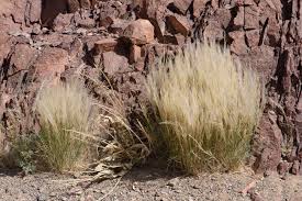 Image result for Stipagrostis