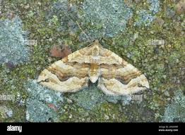 Image result for Pelurga comitata