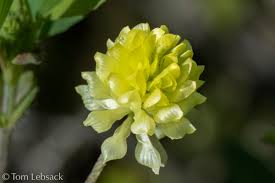 Image result for Trifolium campestre