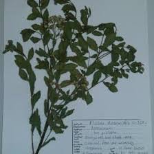 Image result for Pluchea dioscoridis