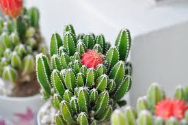 Image result for Coleus tetragonus