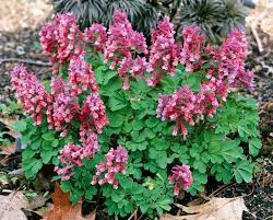Image result for Corydalis