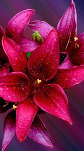 Flowers Flora Lily Desktop Wallpaper Flowers Hd Picture