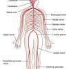In total, there are 43 main nerves that branch off the central nervous system (cns) to the peripheral nervous system. 3