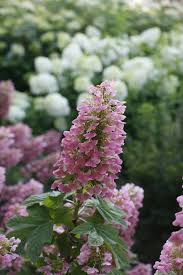 Image result for Hydrangea