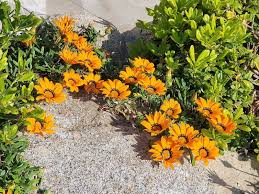 Image result for Gazania krebsiana