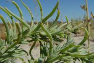 Image result for Suaeda sp. B