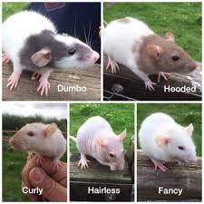Different Pet Rat Breeds Pet S Gallery