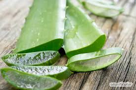 Du möchtes aloe vera kaufen für die haut und auch zum trinken für den körper? Mit Aloe Vera 11 Hautpflegeprodukte Spielend Ersetzen