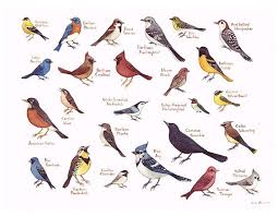 Birds Of Prey Western North Carolina Eastern North Carolina Birds Field Guide Style Watercolor Painting Print Songbirds Bird Identification Beautiful Birds Backyard Birds