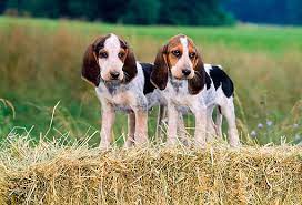 It is a cousin of the american foxhound. Pin On Animals