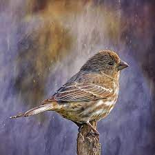 violet twilight finch by bill tiepelman art photo art finch