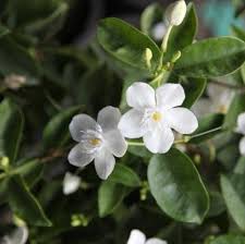 Image result for Wrightia