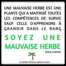 Tournevole Matrice