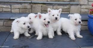 West Highland Terrier Pups Kc Registered Cairnbulg Aberdeenshire Nomtimes Uk