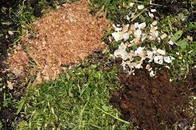 We did not find results for: Recycling Shredded Green Garden Wood Shavings And Household Kitchen Waste Egg Shells And Used Coffee Grounds On A Garden Compost Heap Stock Photo Picture And Royalty Free Image Image 81615508