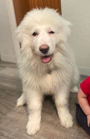 Looking for recommendations