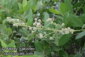 Image result for Conocarpus erectus