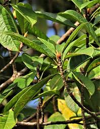 Image result for Ficus stuhlmannii