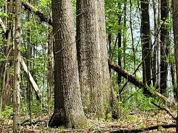Find lake homes & real estate experts. Ohio Camping Land For Sale Landflip