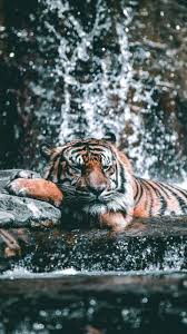 Tigers are the most iconic of the big cats. Water Current Zoo Tiger Animal Wild 720x1280 Wallpaper Animals Beautiful Majestic Animals Animals Wild